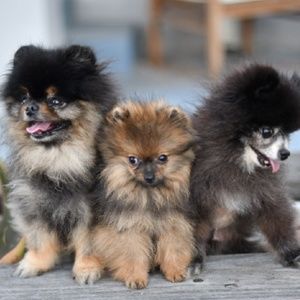 Meet your Posher, Lisi